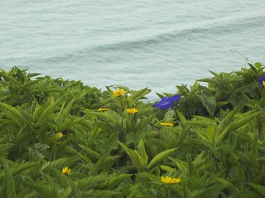 Sarı çiçekler ve yeşil yapraklarla çevrili deniz manzaralı mor çiçek.