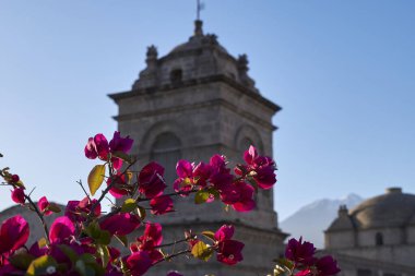 Bougainvillea, Arequipa Peru 'daki dini sömürge mimarisi ile mükemmel bir kombinasyon içinde.