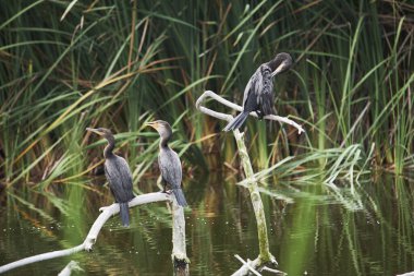 Karabataklar avlanmayı bekleyen bir kütüğe tünediler. Villa Bataklıkları, Lima, Peru
