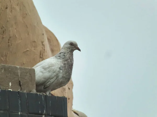 Evcil güvercin birilerinin mısır vermesini bekliyor.