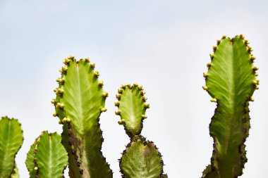 Bahar mevsiminde tomurcuklu renkli ve heybetli Jamacaru kaktüsü.