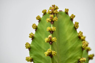 Bahar mevsiminde tomurcuklu renkli ve heybetli Jamacaru kaktüsü.