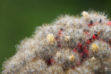 Minyatür kaktüs sulu çeşnisi, iç dekorasyon için küçük kaplarda.