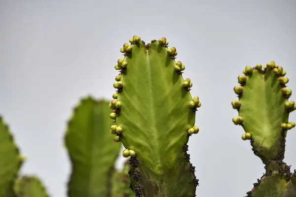 Bahar mevsiminde tomurcuklu renkli ve heybetli Jamacaru kaktüsü.