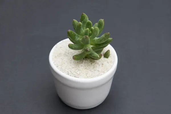 miniature cactus succulent variety, in small pots for interior decoration