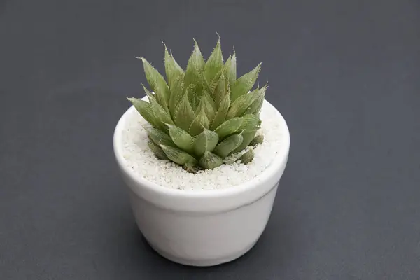 miniature cactus succulent variety, in small pots for interior decoration