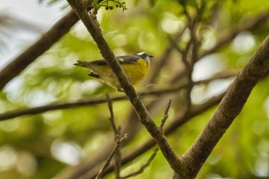 Ortak Balkabağı sakince bir ağaç dalında duruyor.