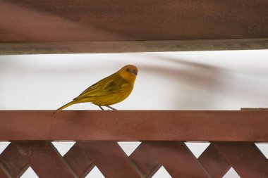 Saffron Finch, Kanarya ya da Saffron Chirihue olarak da bilinir. Sicalis flaveola türü. Tahta bir çitin üzerinde duran sarı kuş