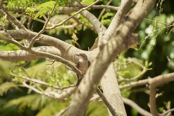 Sinek avcısı, olgunlaşmamış erkek sakince bir ağaç dalında duruyor ve özgürlüğün tadını çıkarıyor.