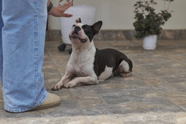 Boston Terrier, evcil hayvan, eğitici tarafından verilen çömelme emrini alıyor.