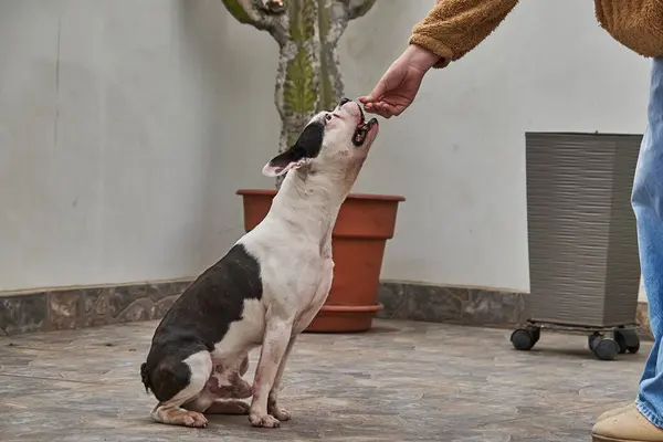 Boston Terrier evcil hayvanı, eğitim komutasına uyduğu için ödül alıyor.