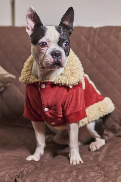Boston Terrier, aşırı soğuk algınlığı için yün işlemeli brojo renkli Noel Baba tarzı ceket giyen bir evcil hayvan.