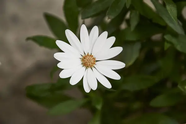 Beyaz taç yapraklı papatya çiçeğinin yakın çekimi ve yaprakların yeşiliyle birleşen sarı bir merkez.