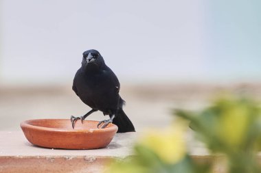 Siyah Thrush alarmda, bir bahar sabahı pirinç taneleriyle besleniyor.