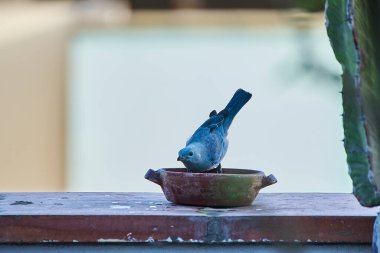 Mavi Tanager ya da Thraupis piskoposluğu ya da ılık bir bahar sabahı pirinç taneleriyle özgürce besleniyor.