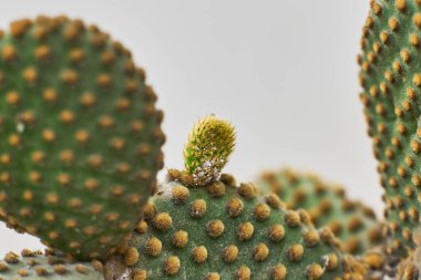 Büyüyen sulu kaktüsler, doğal koşullarda çevreye uyum sağlarlar.