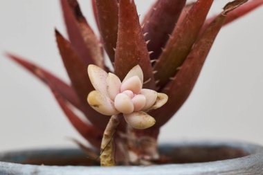 Büyüyen sulu kaktüsler, doğal koşullarda çevreye uyum sağlarlar.