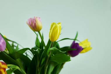 Temiz cam vazodaki beyaz arka planı olan güzel lale buketleri..