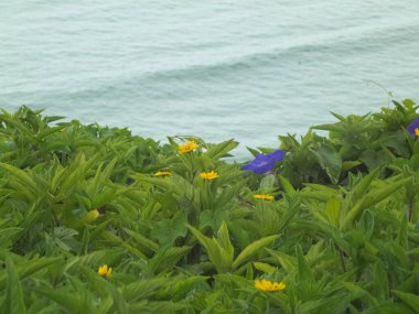 Deniz dalgalarının arka planında yeşil yaprakların ortasında güzel sarı ve menekşe çiçekleri