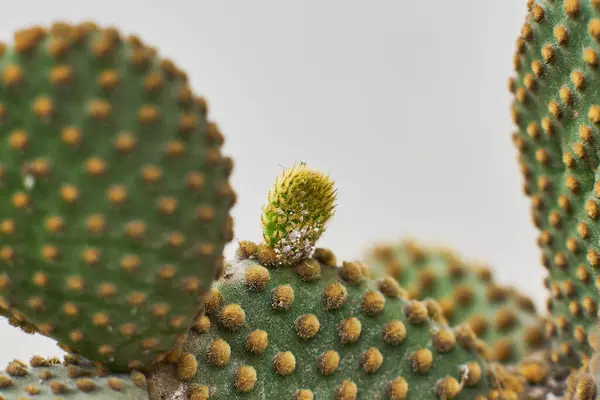 Büyüyen sulu kaktüsler, doğal koşullarda çevreye uyum sağlarlar.