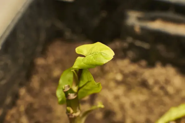 Yeniden doğuş kavramı, genç yeşil yapraklar güneş ışınlarında yeniden doğar.
