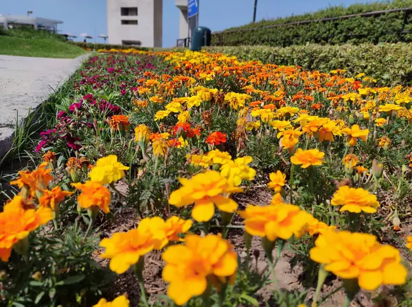 Lima, Peru 'daki popüler bir parkta çeşitli renklerde çiçek bahçesi.