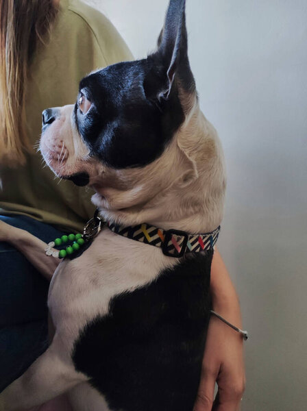 Boston Terrier, внимательный и бдительный в уходе за своим домом и своими владельцами