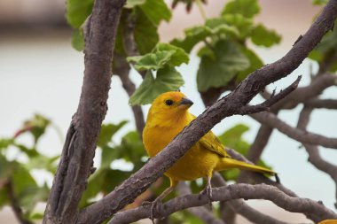 Sicalis flaveola (Sicalis flaveola))