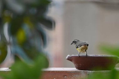 Genel Honeyater (Coereba flaveola)