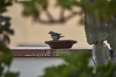 Genel Honeyater (Coereba flaveola)