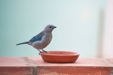 Mavi Tanager (Thraupis piskoposluğu