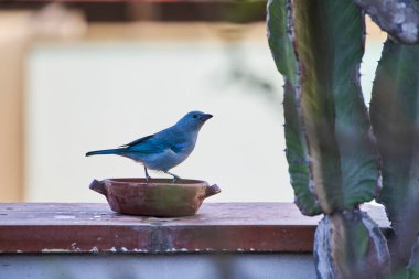 Mavi Tanager (Thraupis piskoposluğu