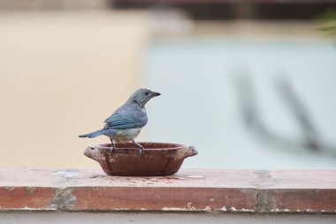 Mavi Tanager (Thraupis piskoposluğu