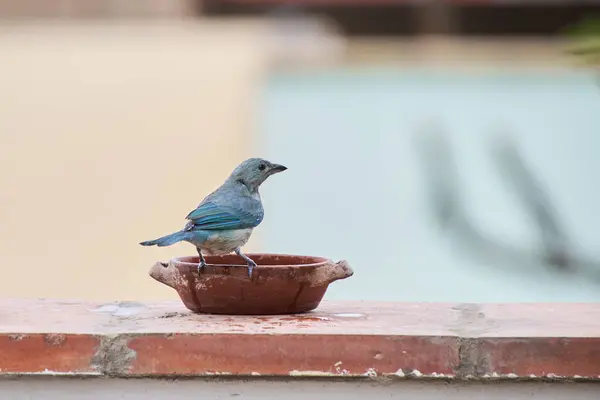 Mavi Tanager (Thraupis piskoposluğu