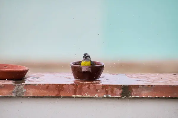 Genel Honeyater (Coereba flaveola)