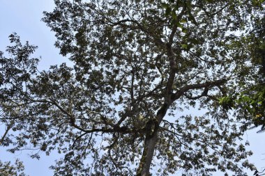 Yerel ormanlardaki yapraklar ve ağaçlar, iyi bir çevre dengesi veya uygun bir doğa için gereklidir.