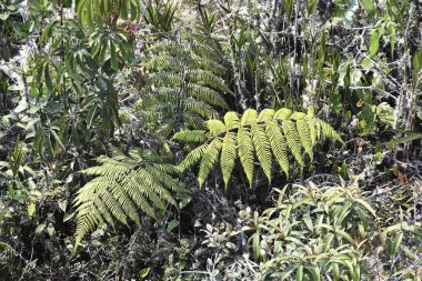 Yerel ormanlardaki yapraklar ve ağaçlar, iyi bir çevre dengesi veya uygun bir doğa için gereklidir.