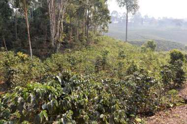 Yerel ormanlardaki yapraklar ve ağaçlar, iyi bir çevre dengesi veya uygun bir doğa için gereklidir.