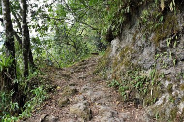 Yerel ormanlardaki yapraklar ve ağaçlar, iyi bir çevre dengesi veya uygun bir doğa için gereklidir.