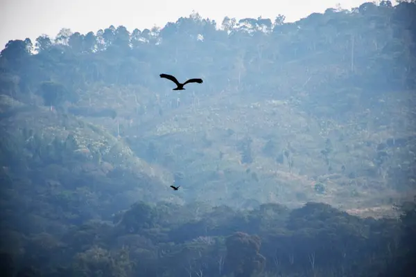 Doğanın dengesine yardımcı olan vahşi kuşların varlığı ile doğal orman.