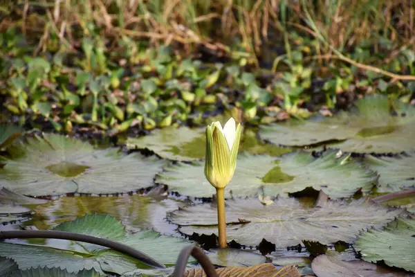 Nehirlerin ve şelalelerin varlığıyla ve yaşam veren ve doğa ile çevrenin dengesini sağlayan ormandaki yapraklar ve ağaçlar.