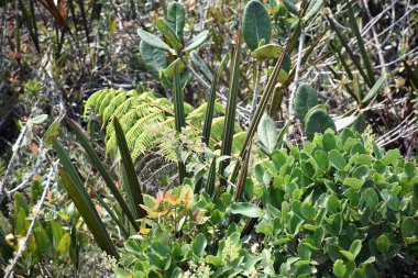 Yerel ormanlardaki yapraklar ve ağaçlar, iyi bir çevre dengesi veya uygun bir doğa için gereklidir.