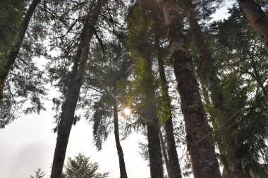 Yerel ormanlardaki yapraklar ve ağaçlar, iyi bir çevre dengesi veya uygun bir doğa için gereklidir.