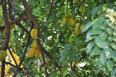 Yerel ormanlardaki yapraklar ve ağaçlar, iyi bir çevre dengesi veya uygun bir doğa için gereklidir.
