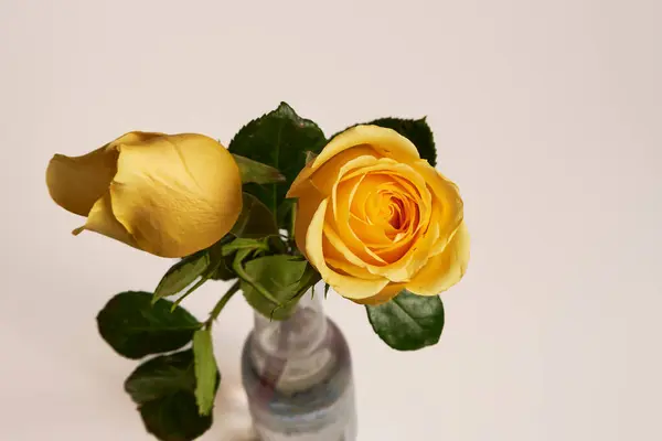 Sarı gül metin için kopyalama alanı ile yakın plan izole