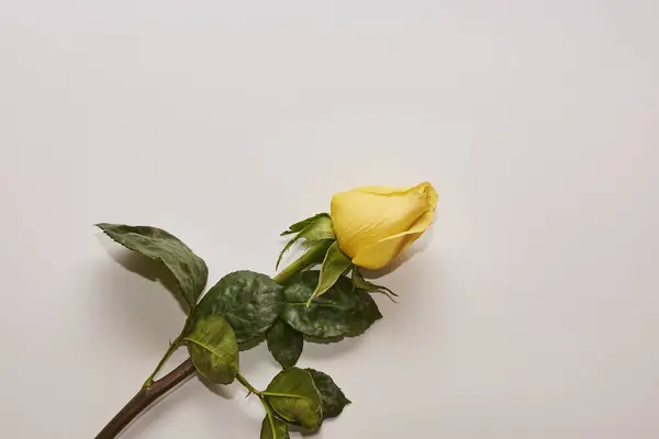 Sarı gül metin için kopyalama alanı ile yakın plan izole