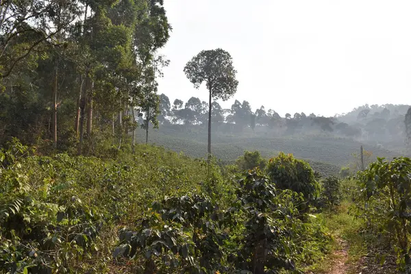 Yerel ormanlardaki yapraklar ve ağaçlar, iyi bir çevre dengesi veya uygun bir doğa için gereklidir.