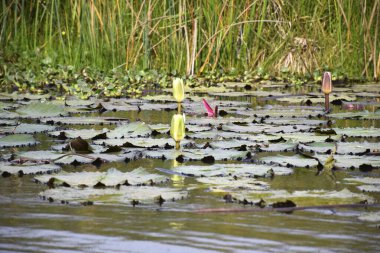 Nehirlerin ve şelalelerin varlığıyla ve yaşam veren ve doğa ile çevrenin dengesini sağlayan ormandaki yapraklar ve ağaçlar.