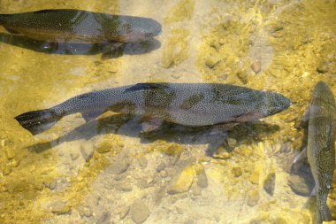 Sanatsal alabalık çiftçiliği, çevrenin ve doğanın dengesinin korunmasına katkıda bulunur.