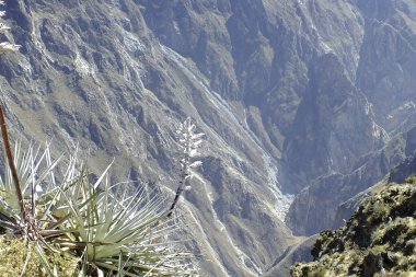 Dünyanın en güzel kanyonlarından biri olan derin Colca Kanyonu, Peru 'nun Arequipa şehrinde yer almaktadır.